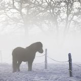 Islandpferd steht im Nebel auf verschneiter Wiese