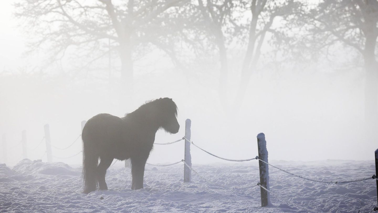 Islandpferd steht im Nebel auf verschneiter Wiese