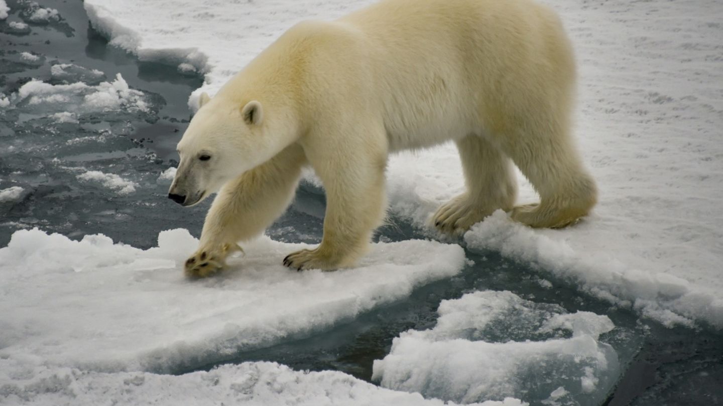 Drei Verletzte bei Eisbären-Angriff in Sibirien