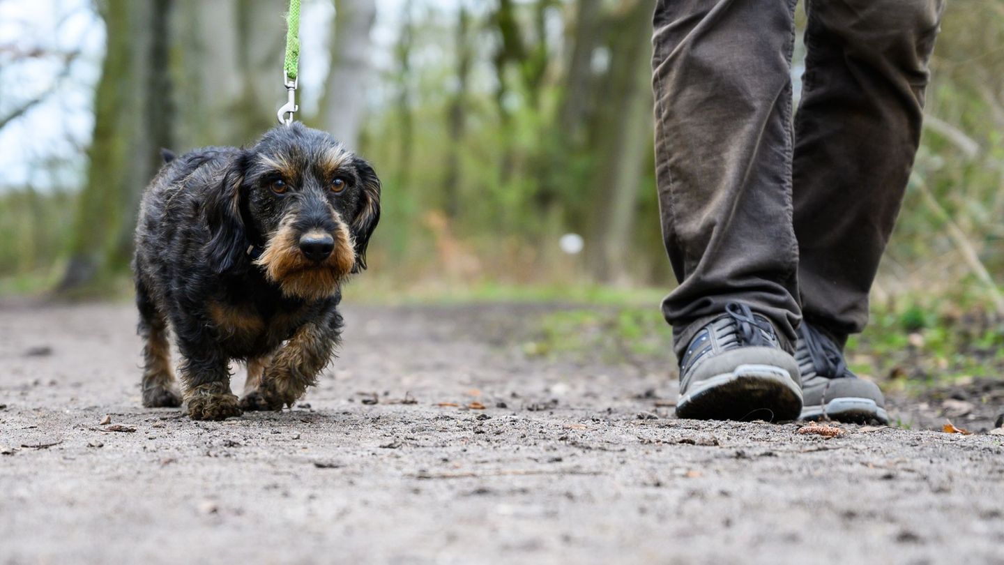 Die Polizei sucht nach dem Unbekannten, der den für Hunde gefährlichen Köder ausgelegt hat. (Symbolbild) Foto: Christophe Gateau
