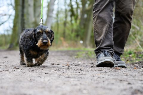 Die Polizei sucht nach dem Unbekannten, der den für Hunde gefährlichen Köder ausgelegt hat. (Symbolbild) Foto: Christophe Gateau