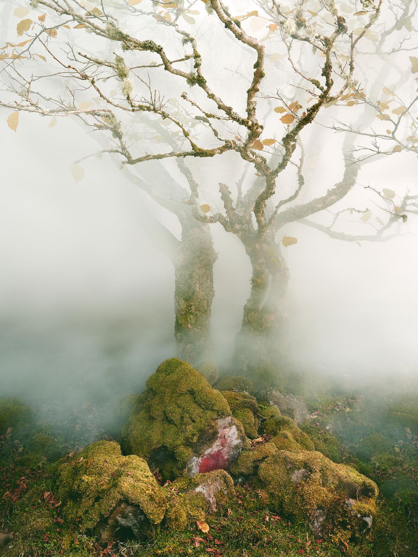 Tree, Fairy Glen, Isle of Skye, Scotland, 2013