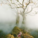 Tree, Fairy Glen, Isle of Skye, Scotland, 2013