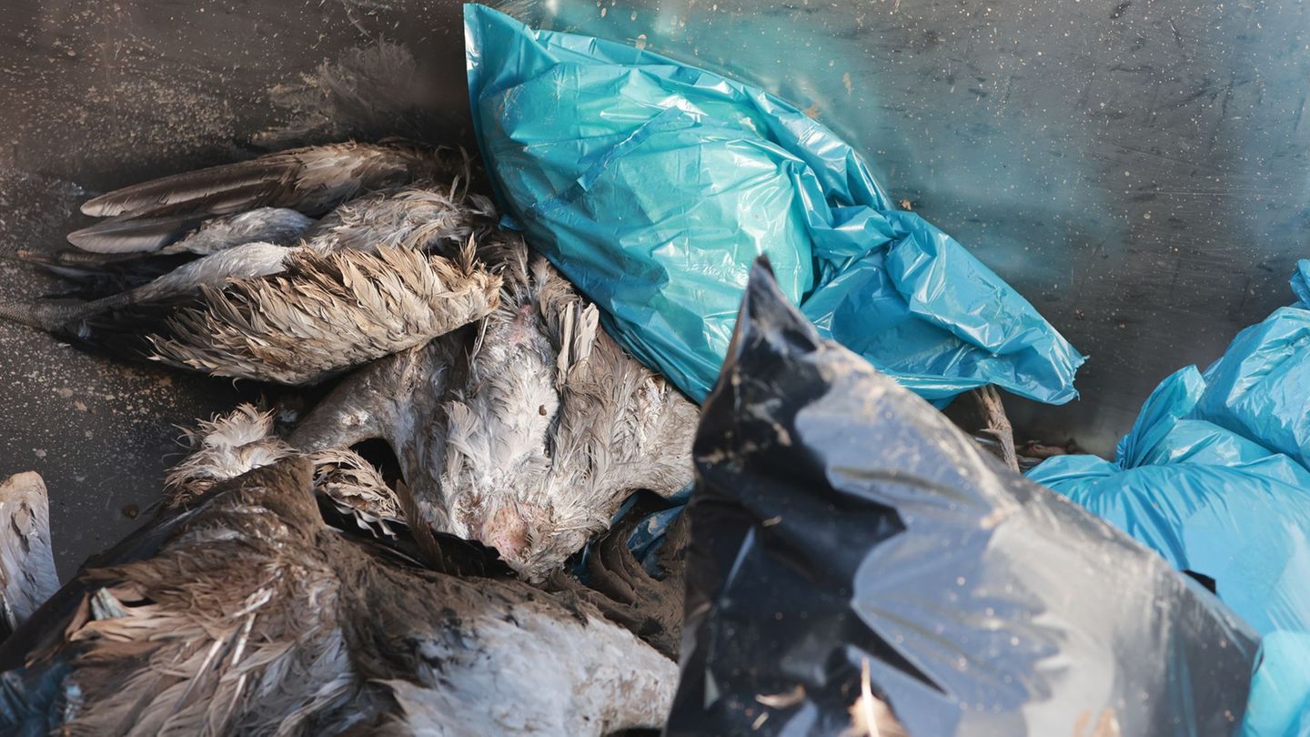 Hunderte Kranichen starben nach einem Ausbruch der Vogelgrippe am Stausee Kelbra im November 2025. (Archivbild) Foto: Matthias B