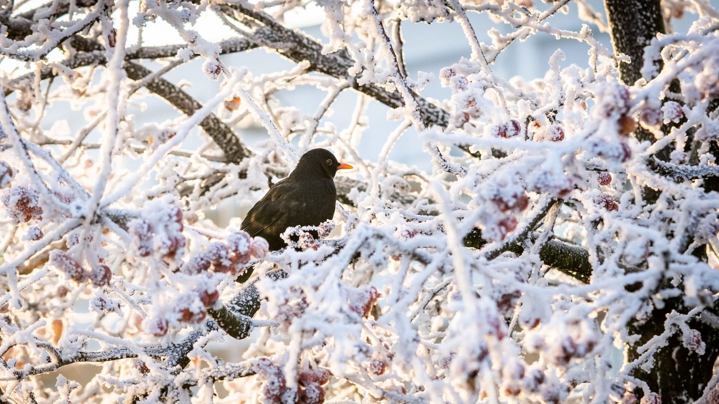 Mithilfe von Eis- und Frosttage kann beschrieben werden, wie hart ein Winter war. (Archivbild) Foto: Frank Rumpenhorst/dpa