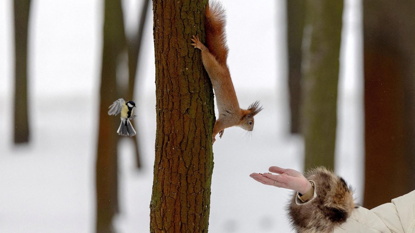 Kiew, Ukraine. Mal ein schönes Bild aus dem von Russland angegriffenen Land: Eine Frau kommt einem Vogel und einem Eichhörnchen mit der Hand ganz nah. Das Bild könnte auch ein Ausschnitt aus einem Disneyfilm sein 