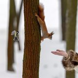 Kiew, Ukraine. Mal ein schönes Bild aus dem von Russland angegriffenen Land: Eine Frau kommt einem Vogel und einem Eichhörnchen mit der Hand ganz nah. Das Bild könnte auch ein Ausschnitt aus einem Disneyfilm sein 
