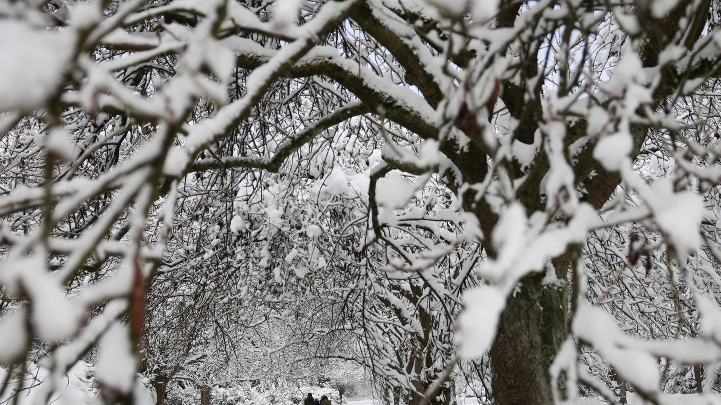 Diese Seite des Winters ist schön anzusehen: Verschneite Bäume in Hamburg. Foto: Christian Charisius/dpa