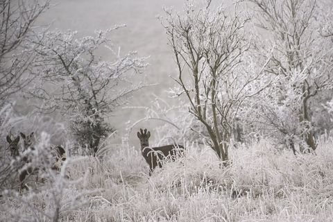 Das Reh konnte unverletzt in die Freiheit entlassen werden. (Symbolbild) Foto: Klaus-Dietmar Gabbert/dpa
