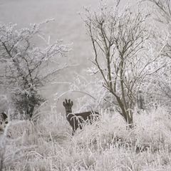 Das Reh konnte unverletzt in die Freiheit entlassen werden. (Symbolbild) Foto: Klaus-Dietmar Gabbert/dpa