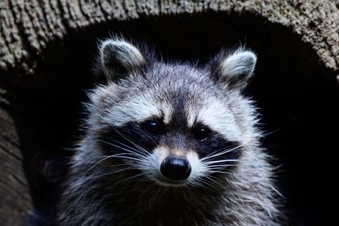Die Schonzeit für Waschbären in Hessen soll fallen. (Archivbild) Foto: Philipp Schulze/dpa