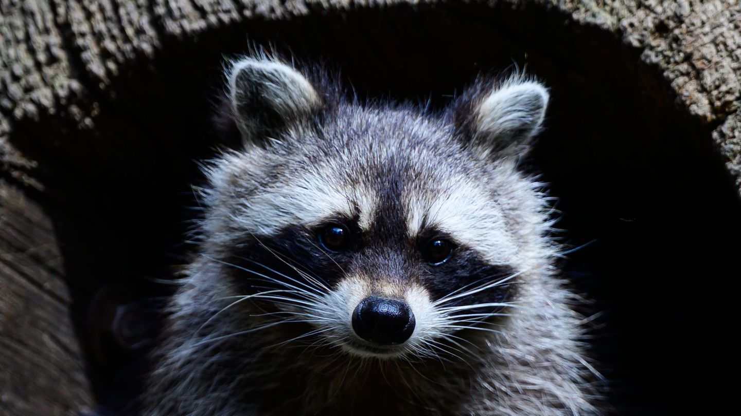 Die Schonzeit für Waschbären in Hessen soll fallen. (Archivbild) Foto: Philipp Schulze/dpa
