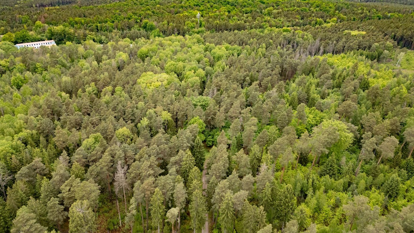 Die Leiche der 21-Jährigen wurde in einem Wald bei Laußnitz gefunden. (Archivbild) Foto: Robert Michael/dpa