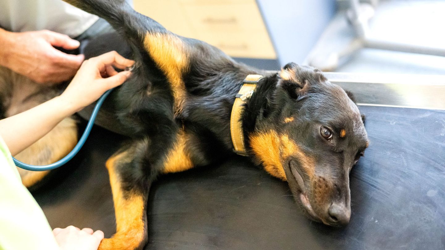Auch Tiere können Blut spenden. (Symbolbild) Foto: Sina Schuldt/dpa