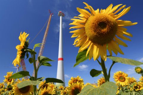 Die grüne Transformation läuft: Hinter einem Sonnenblumenfeld wird eine neue Windenergieanlage aufgebaut