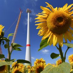 Die grüne Transformation läuft: Hinter einem Sonnenblumenfeld wird eine neue Windenergieanlage aufgebaut