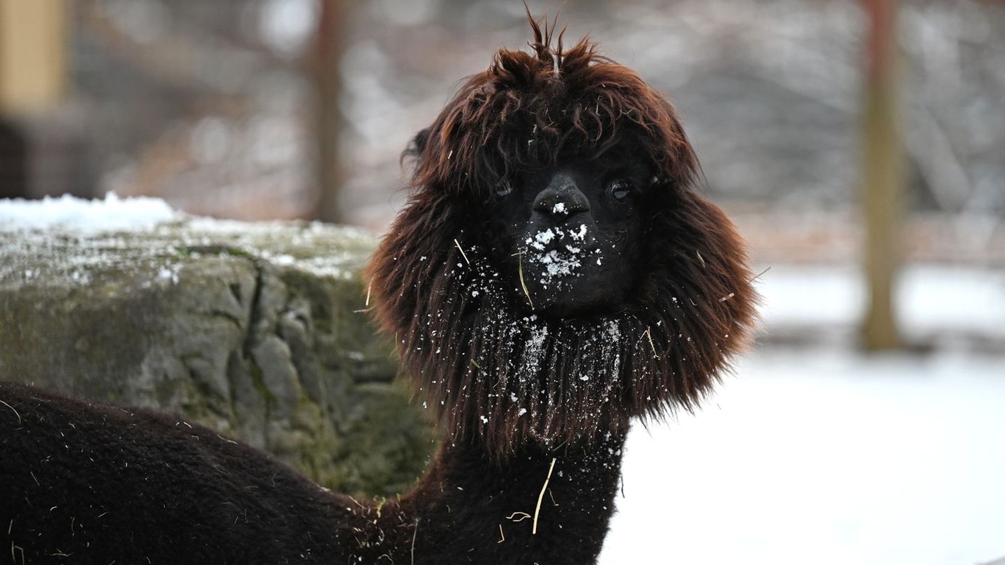 Tier und Kälte: Wie Tiere im Frankfurter Zoo den Winter meistern