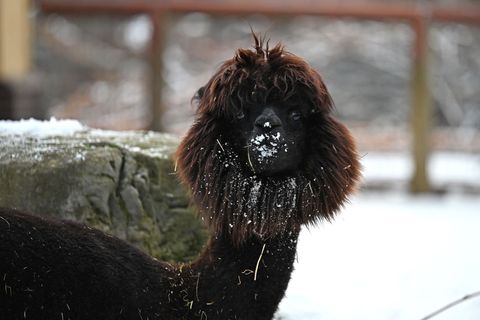 Dank ihres dicken Fells sind Alpakas gut gegen Kälte geschützt. Foto: Michael Brandt/dpa