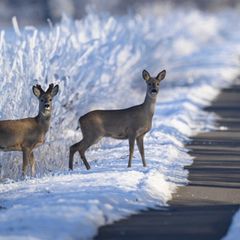 Die Polizei warnt vor der Gefahr von Wildunfällen in Kombination mit glatten Straßen. (Symbolbild) Foto: Patrick Pleul/dpa