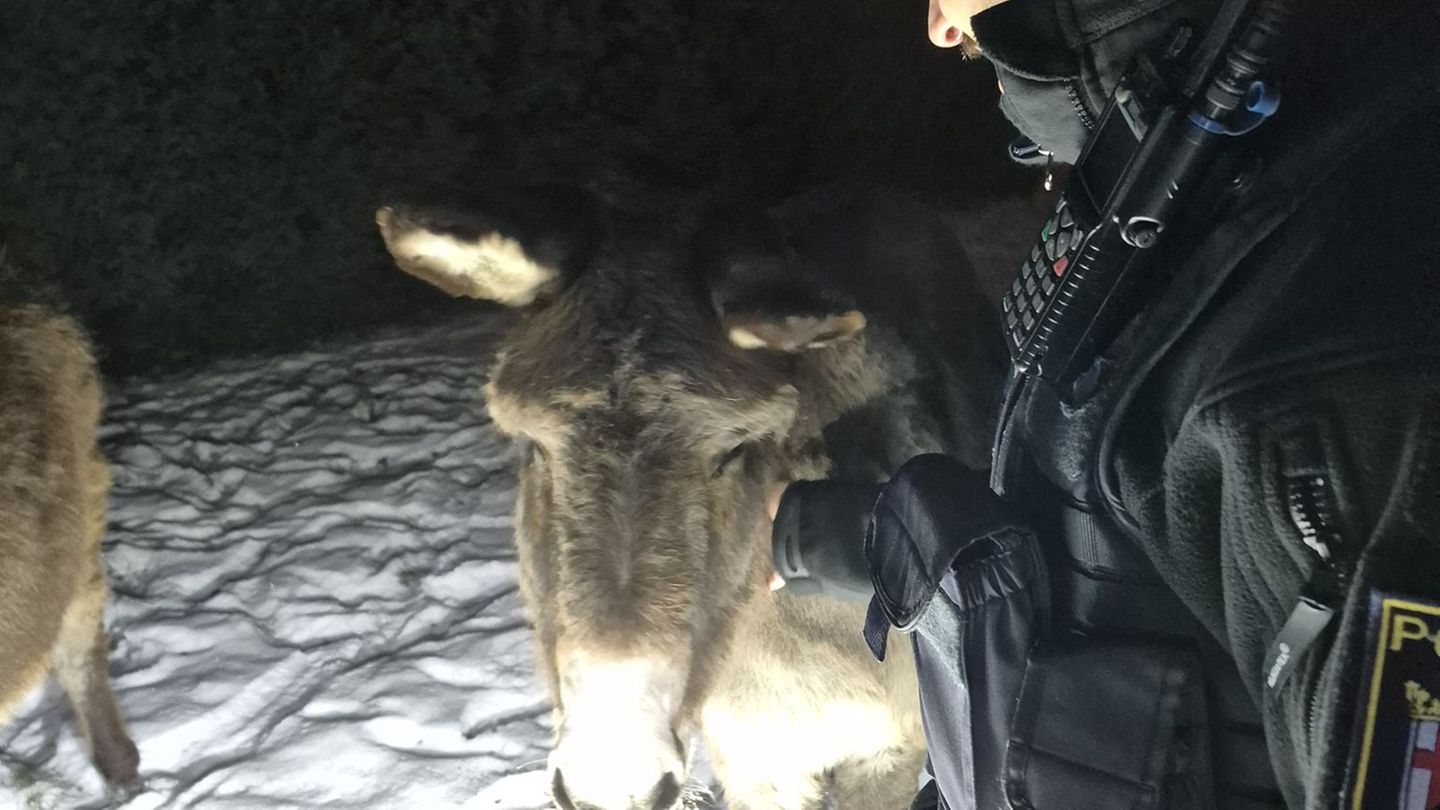 Ungewöhnlicher Einsatz für die Polizei mitten in der Nacht. Foto: -/Polizeiinspektion Kirchheimbolanden/dpa