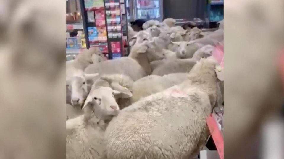 50 entlaufene Schafe stürmen Discounter in Unterfranken
