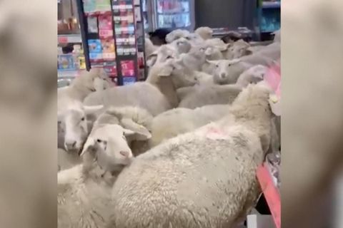 50 entlaufene Schafe stürmen Discounter in Unterfranken