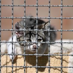 Bis in den November 2025 waren Fördermittel für den Tierschutz blockiert. Foto: Martin Schutt/dpa