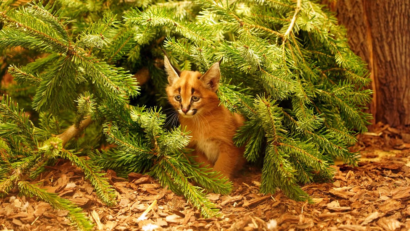 Das Karakal-Jungtier Karlos kam im November zur Welt. (Handout) Foto: -/ Zoo Dresden/dpa