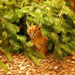 Das Karakal-Jungtier Karlos kam im November zur Welt. (Handout) Foto: -/ Zoo Dresden/dpa