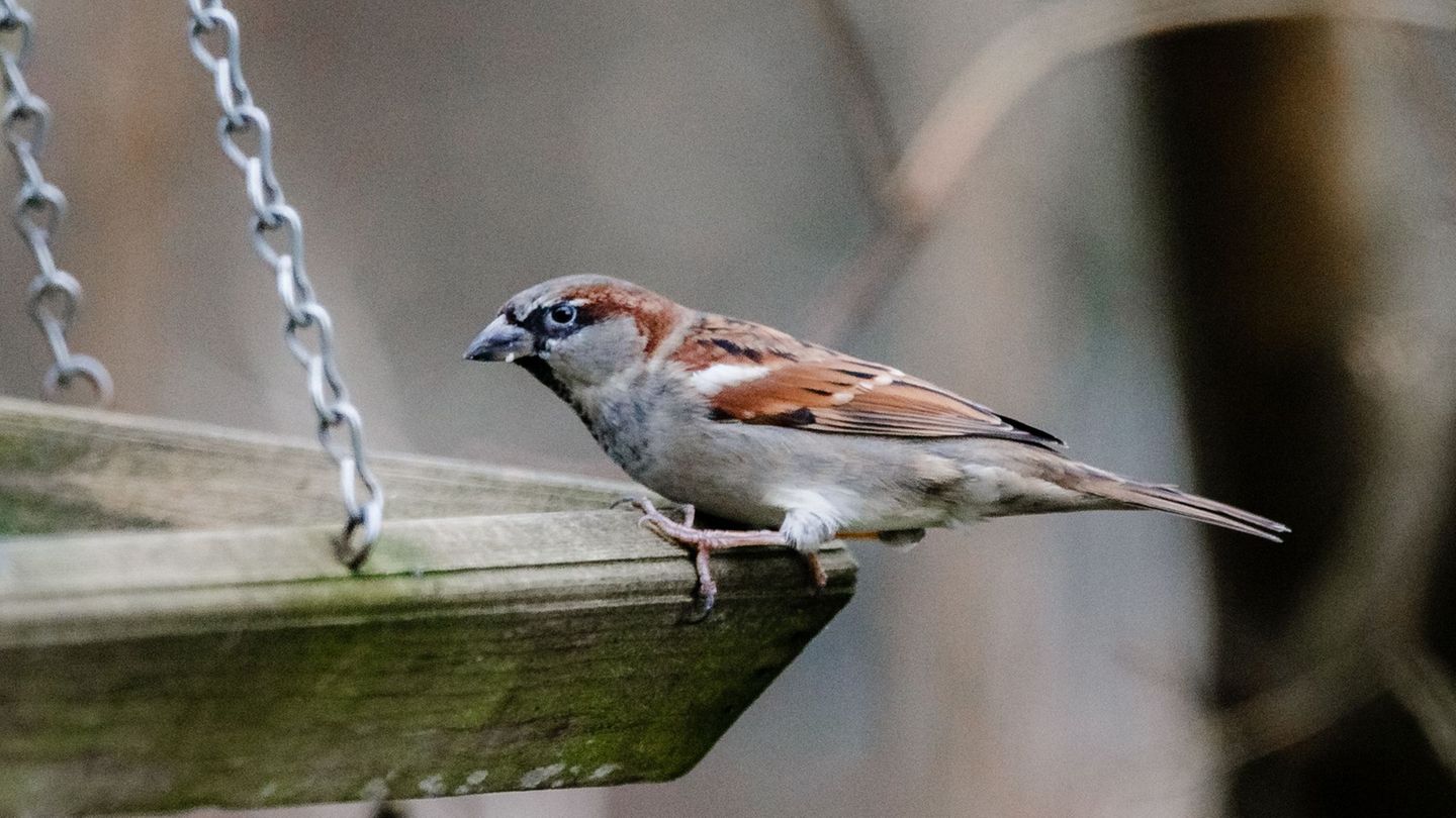 Wer sieht am Wochenende die meisten Vögel im Garten? Der Nabu ruft dazu auf, sich an der Zählaktion "Stunde der Wintervögel" zu