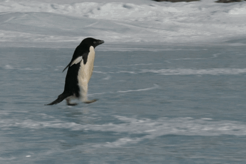 Wintereinbruch: Symbolfoto eines Pinguins, der ausrutsch