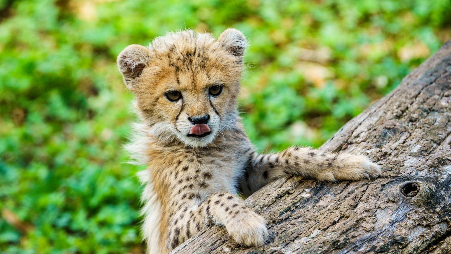 Das im Sommer geborene Gepardenbaby zählt zum besonderen Nachwuchs im Zoo Landau. (Archivbild) Foto: Andreas Arnold/dpa