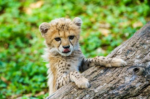 Das im Sommer geborene Gepardenbaby zählt zum besonderen Nachwuchs im Zoo Landau. (Archivbild) Foto: Andreas Arnold/dpa