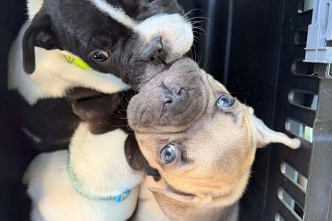 Viele Angebote wirken laut Tierheim harmlos, sind aber nicht seriös. (Handout) Foto: -/Polizei Berlin/dpa
