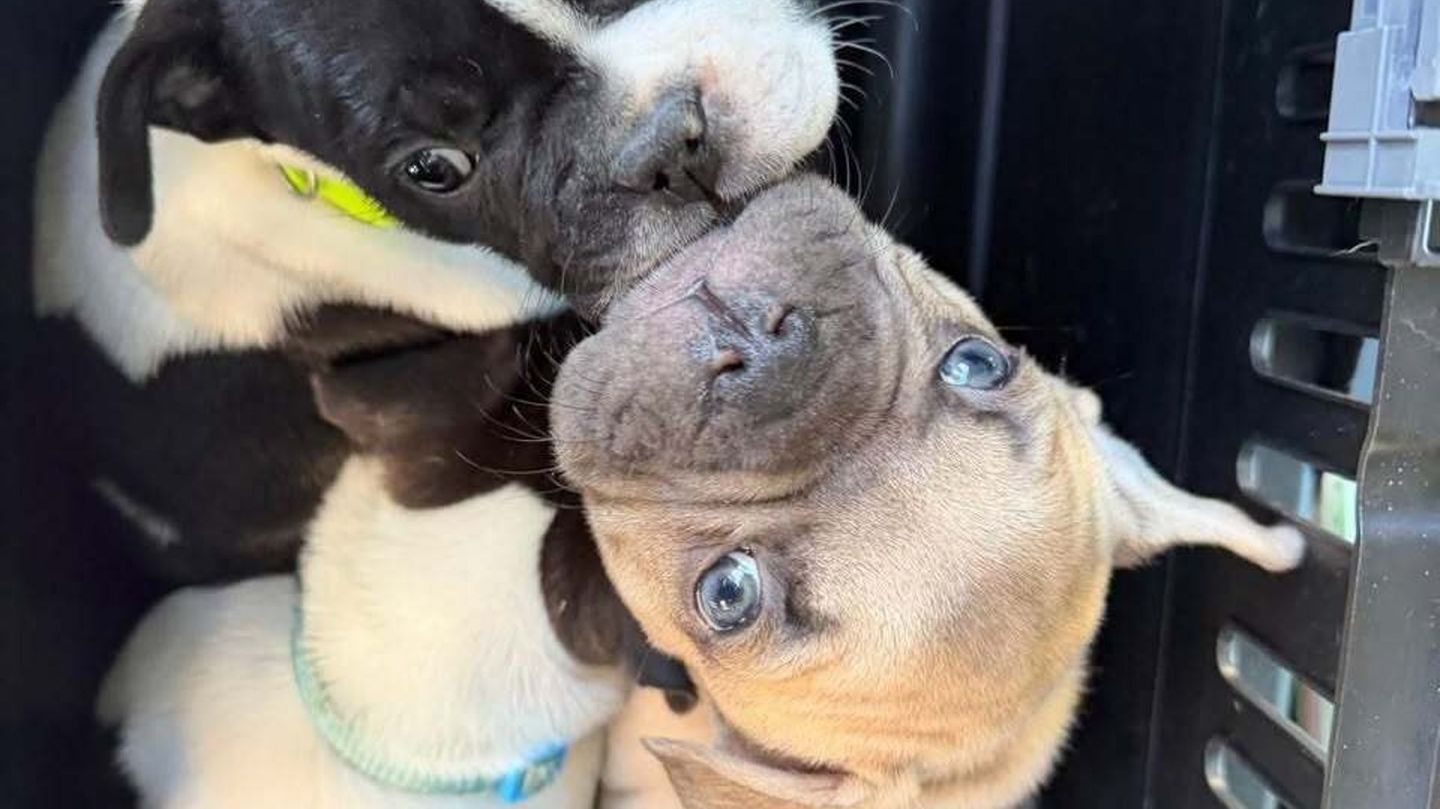 Viele Angebote wirken laut Tierheim harmlos, sind aber nicht seriös. (Handout) Foto: -/Polizei Berlin/dpa