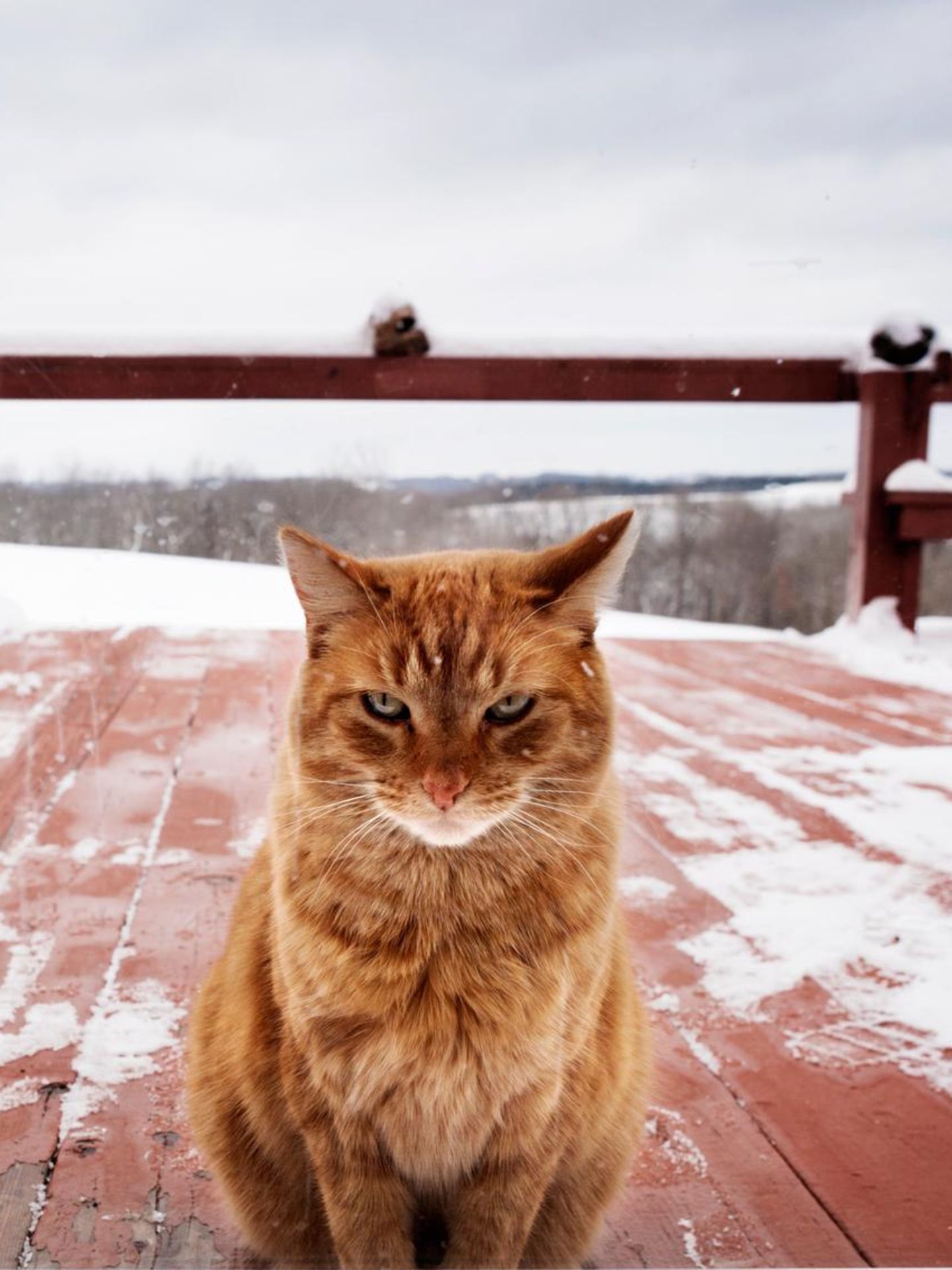 Eine orangene Katze sitzt auf einer verschneiten Terrasse und guckt durch das Fenster in die Kamera