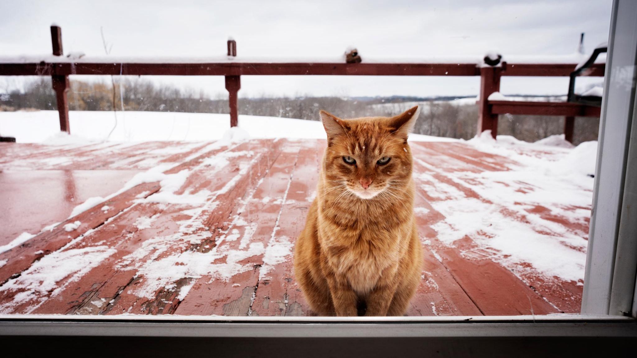 Eine orangene Katze sitzt auf einer verschneiten Terrasse und guckt durch das Fenster in die Kamera