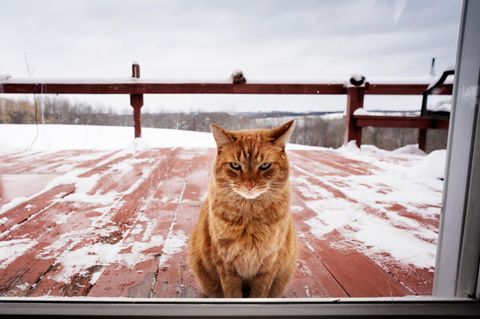 Eine orangene Katze sitzt auf einer verschneiten Terrasse und guckt durch das Fenster in die Kamera