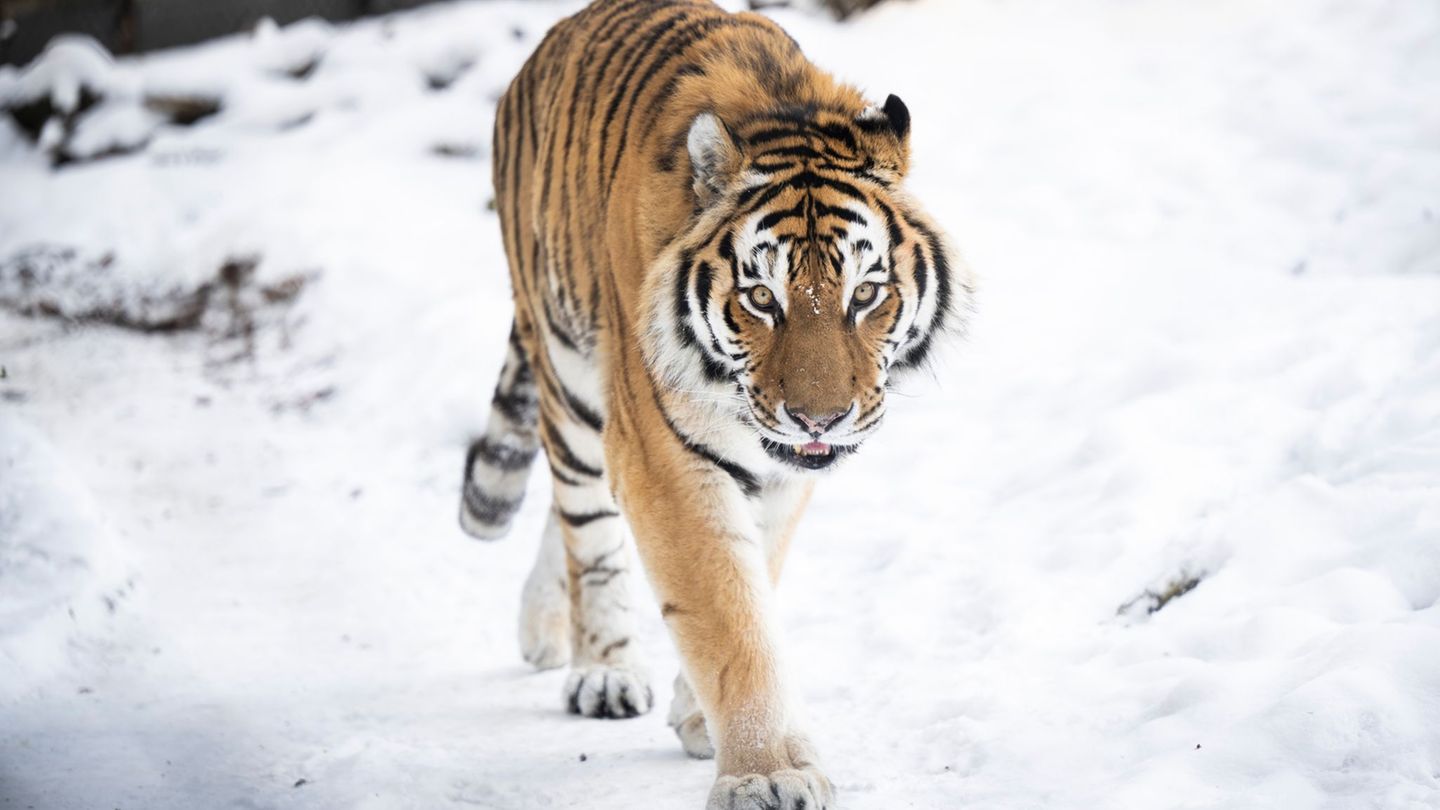 Der Sibirische Tiger trotzt den tiefen Temperaturen im Schweriner Zoo. Foto: Philip Dulian/dpa