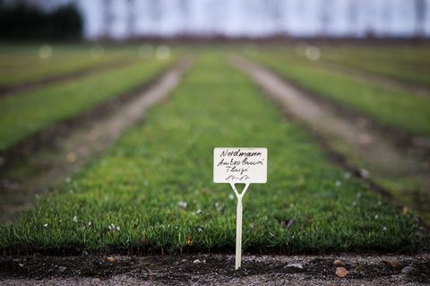 200 Baumschulen gibt es im Norden. (Archivbild) Foto: Christian Charisius/dpa