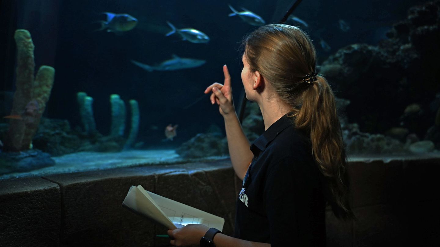 Aquaristin Lisa Winkelgrund zählt die Tiere im Becken. Foto: Shireen Broszies/dpa