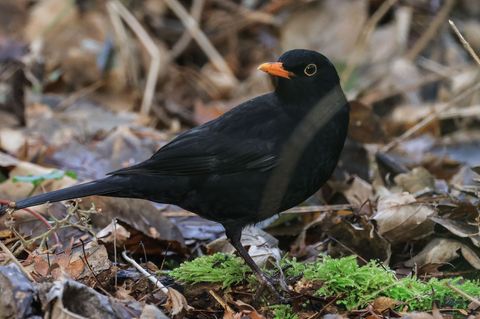 Die Amsel ist ein häufiger Gast in Gärten, doch mancherorts zeigt sie sich seltener. (Symbolbild) Foto: Oliver Berg/dpa