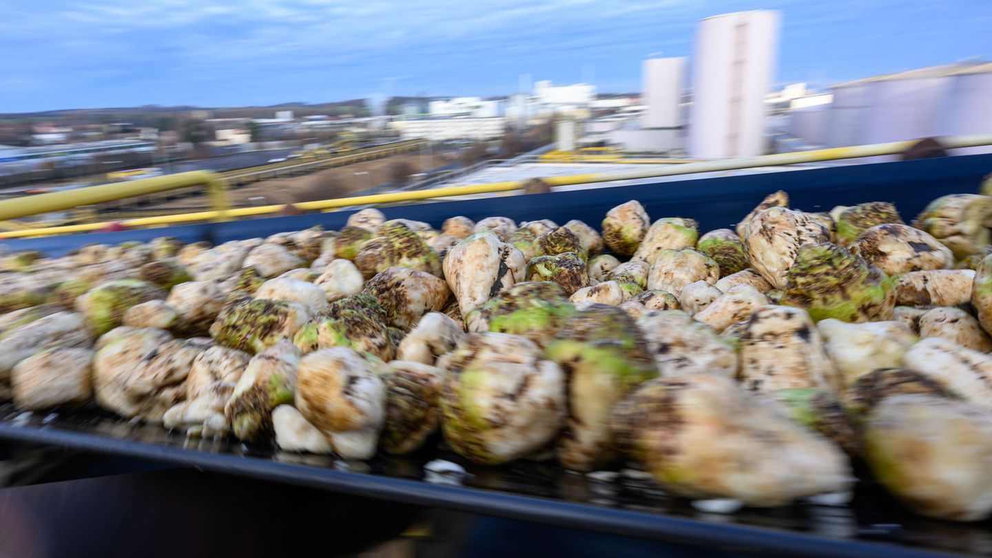 Geerntete Zuckerrüben müssen zeitnah verarbeitet werden. Foto: Hendrik Schmidt/dpa