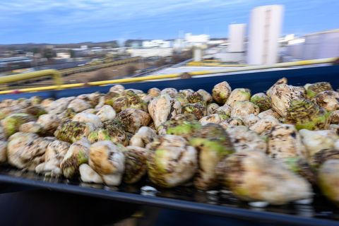 Geerntete Zuckerrüben müssen zeitnah verarbeitet werden. Foto: Hendrik Schmidt/dpa