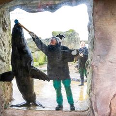 Wie viele Tiere leben im Zoo am Meer in Bremerhaven? Und wie groß sind sie? Das wollen die Tierpfleger und -pflegerinnen auch in