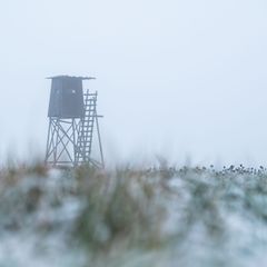 Der Jäger schoss aus seinem Hochsitz. (Symbolbild) Foto: Silas Stein/dpa