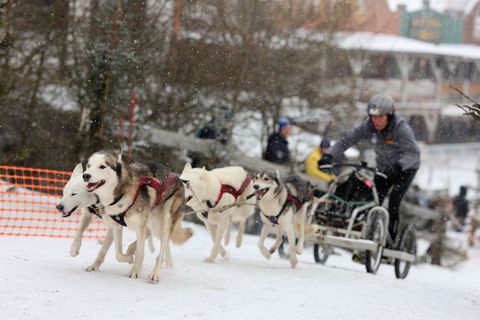 Auf Mensch und Tier beim traditionellen Schlittenhunderennen in Hasselfelde im Harz warten am Wochenende Traumbedingungen mit ge