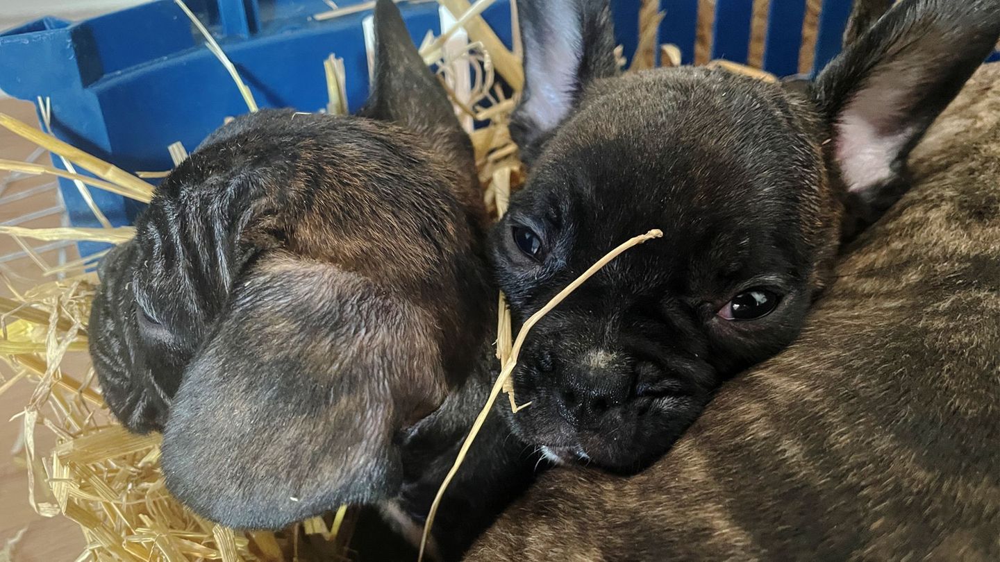 Tierschützer gehen von einer hohen Dunkelziffer beim illegalen Handel mit Welpen aus. (Symbolbild) Foto: Paul Zinken/dpa