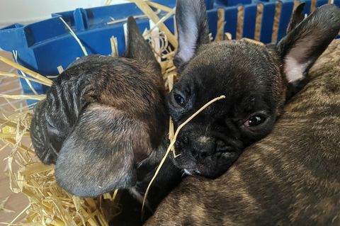 Tierschützer gehen von einer hohen Dunkelziffer beim illegalen Handel mit Welpen aus. (Symbolbild) Foto: Paul Zinken/dpa
