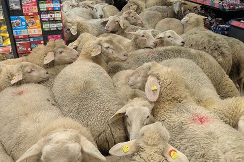 Rund 50 Schafe statteten einem Supermarkt einen Besuch ab - der macht daraus Werbung. (Handout) Foto: -/REWE Group/dpa